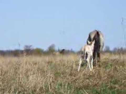 Pilssalas otrais kumeļš