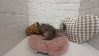 サイベリアンの動画01