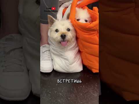 Собаки в метро Нью Йорка 🐩