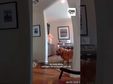 Golden entrega brinquedo para homem que invadiu sua casa nos EUA