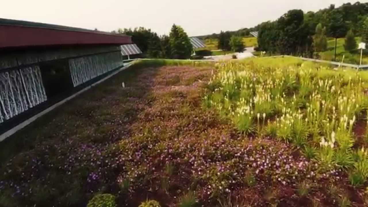 Green Roofing Strategies: The Archetype Sustainable House