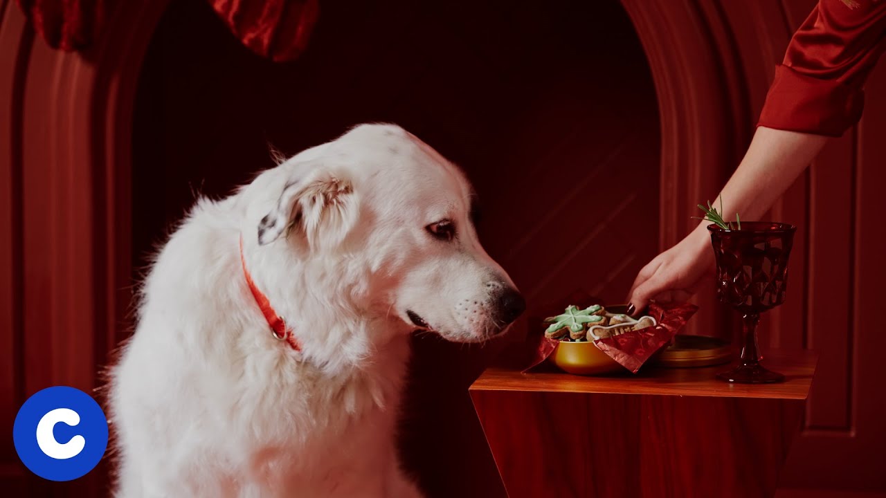 Make These PetSafe Holiday Cookie Recipes For Dogs BeChewy
