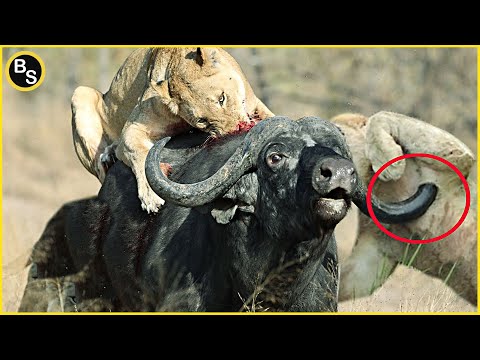 The Greatest Fights In The Animal Kingdom | Lion VS Buffalo
