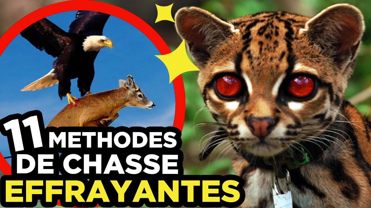 11 CHASSES ANIMALES les plus EFFRAYANTES