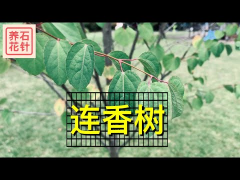 有香味的樹