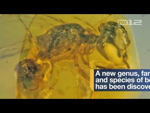 A 100 million-year-old bee was found perfectly preserved in amber by an Oregon State University