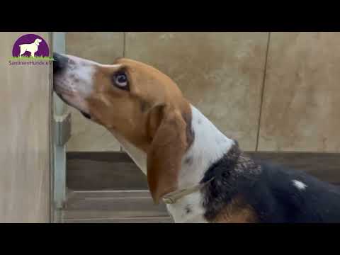 Segugi d'Inverno - Nicoletta - Sa Brinca Musik