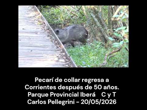 Pecarí de collar regresa a Corrientes después de 50 años. #mamíferos  #pecarí