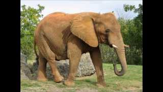 Dyrene i Afrika - Musikk og bilder!