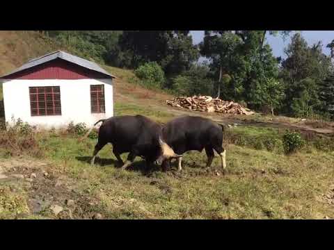 Mithun(bos frontalis)fighting at laka Thuvopisu