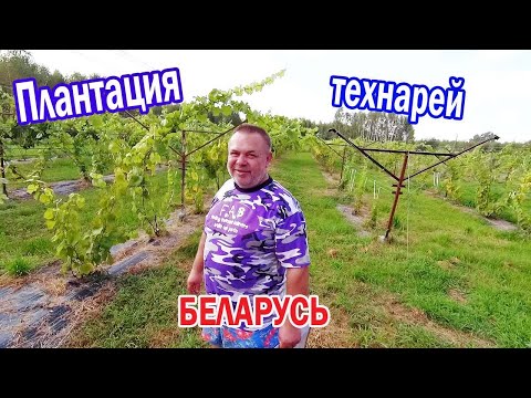 , title : '🔴🔴Огромный Виноградник с техническими сортами винограда. Виноград Беларуси.'