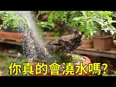 清珊瑚魁星點鬥盆景,當中的人物腳踩著魚頭,代表什麼吉祥意義?