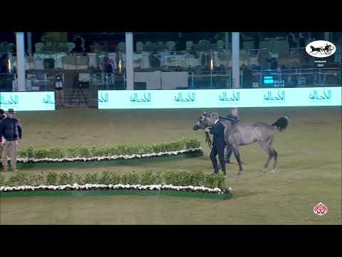 N 152 SG FAYLAQ   PSAIAHF 2022   Colts 3 Years Old Class 6