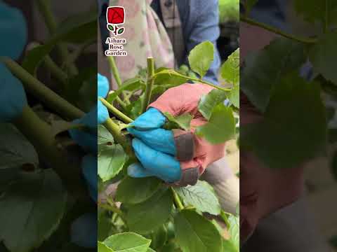 夏にバラの茂みを剪定して開花を促進するにはどうすればよいですか? + ビデオチュートリアル  庭園