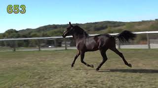 Download the video "HB 653"