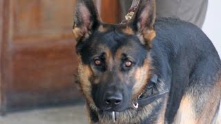 Fallen K-9 cop honored by hundreds