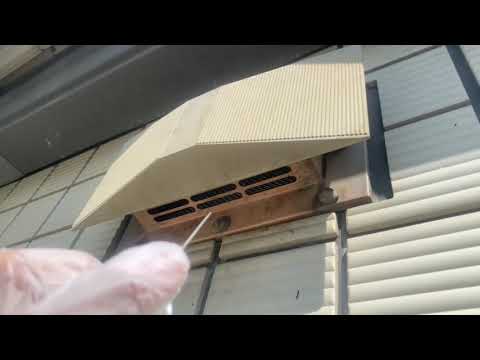 飛行中のコウモリ