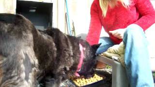 Adopt a Sweet Collie Mix named Babs