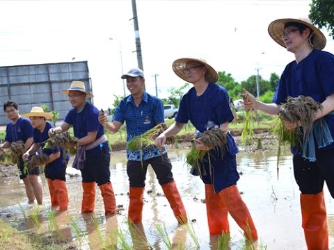 Cooperative Rice Transplanting Tradition