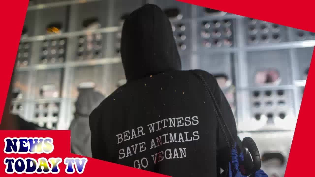 Vegan protests: are anti-meat activists going too far?