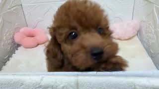トイプードルの動画01