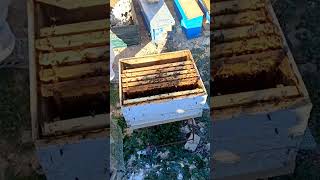 فحص خلية نحل مع تطبيق بعض الاعمال 2025/11/12