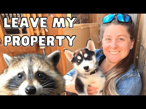 How to Get Rid of a Raccoon Fast | Humane DIY