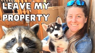 How to Get Rid of a Raccoon Fast | Humane DIY