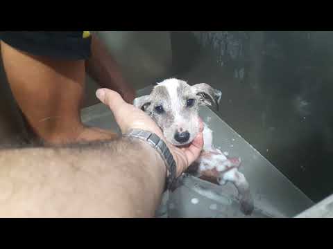 12Minutes with the new little angel of Sezarsanctuary چند دقیقه با فرشته تازه وارد شفاخانه سزار