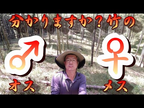 竹:植えるのに適した時期はいつですか? トピックス