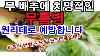 무, 배추에 치명적인 무름병 원리대로,정석대로 예방합니다.(무 병충해, 배추 병충해 중에서 세균성 병, 무름…