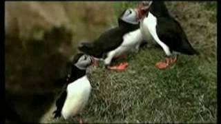 Iceland-Animals and Plants-World History Project