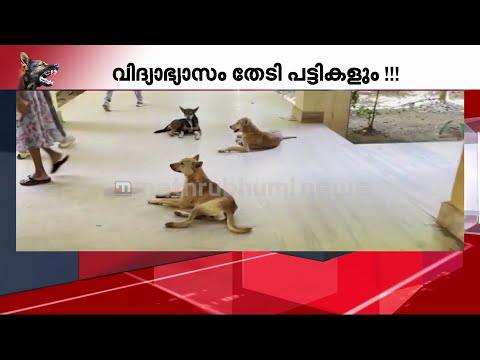 ഗവ:എൻജിനീയറിംഗ് കോളേജില്‍ തെരുവ് പട്ടികളുടെ വിളയാട്ടം