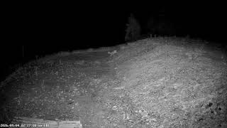 2026-08-04 caprioara