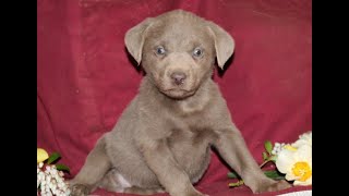 Video preview image #1 Labrador Retriever Puppy For Sale in STEWARTSTOWN, PA, USA