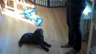 9 Week Old Black Labrador Puppy Training Session