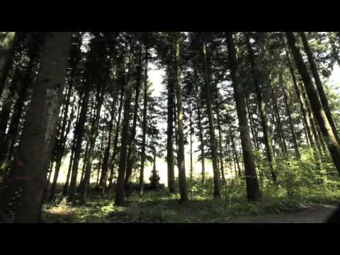 Dem Geheimnis Wald auf der Spur