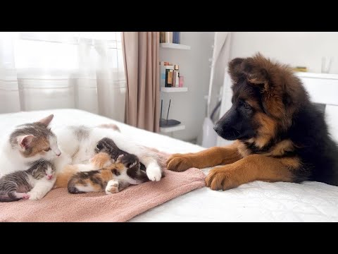 Dogs who love their kitten since the moment they met ♥️