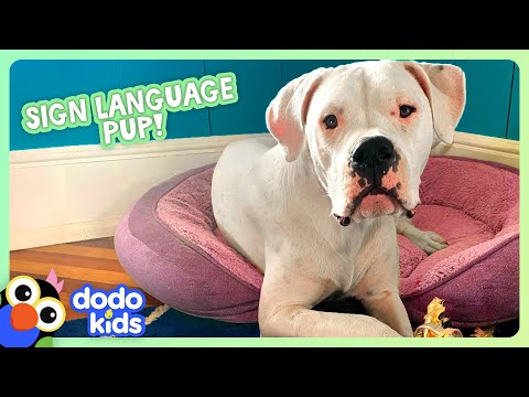 Deaf Puppy Knows Sign Language! | Dodo Kids | Animal Videos