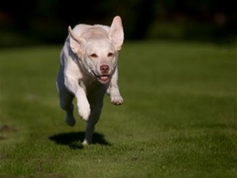 A Guide To Feeding Your Dog Raw Food