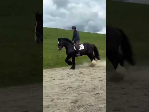 Super 15.2hh Black Cob - Image 2