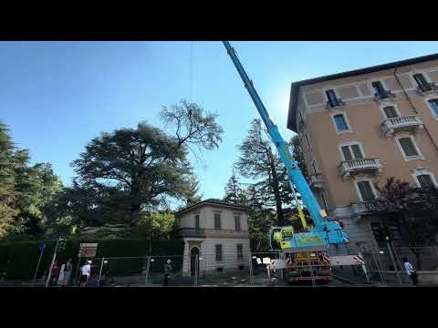 L’abbattimento dei cedri secolari a Varese
