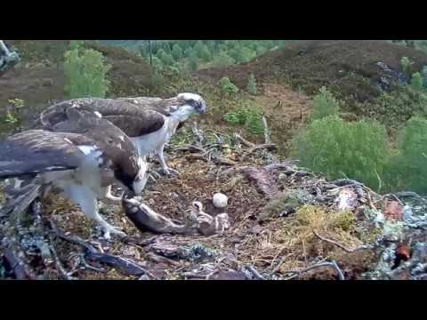 Two chicks on the nest!