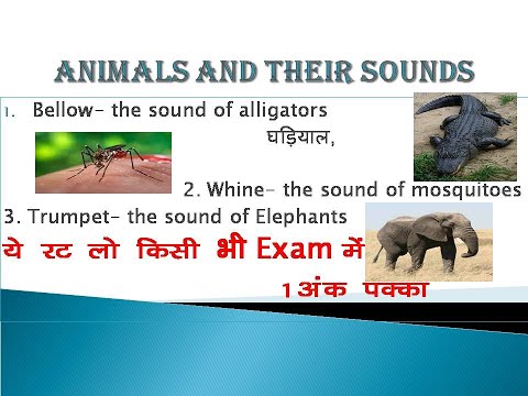 Animals and their sounds