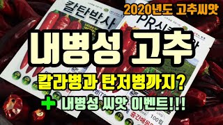고추농사 내병성 고추씨앗 공개해봅니다, 칼라병과 탄저병에 강한 고추종자 고추씨앗 이벤트
