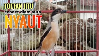 Download lagu toet toet Suara cendet gacor Pagi Hari pancingan jitu BIKIN cendet diam langsung nyaut ikutan bunyi mp3