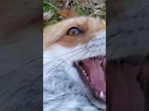 Fox Laugh Will Make Your Day Better