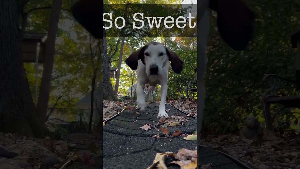 Macy, a Adoptable Hound in Lynchburg, VA video 6/6
