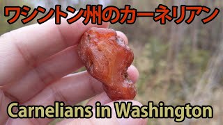 ワシントン州のカーネリアン / Carnelians in Washington state