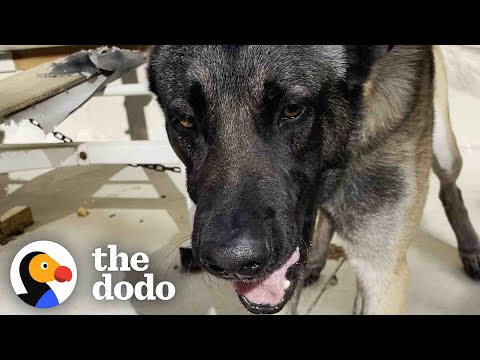 Woman Convinces Guy To Give Her His Chained-Up Dog - Videos - The Dodo